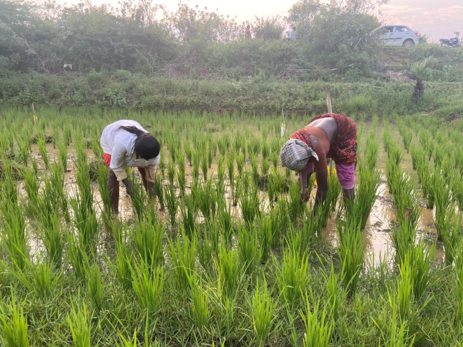 rice farming